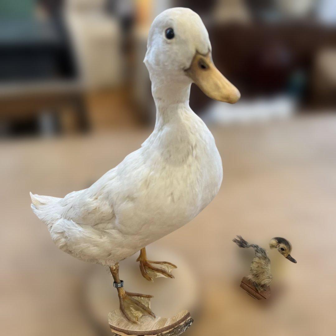 ベルギーアヒルヴィンテージ剥製