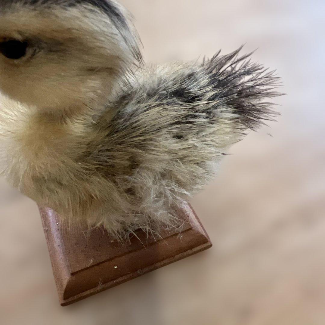 ベルギーアヒルヴィンテージ剥製