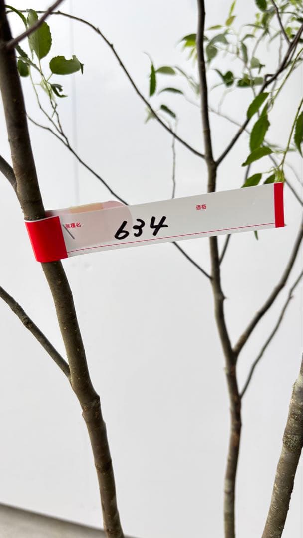 美しい樹形が魅力的 山採り ハイノキ 株立 634 樹高1.7m位 高級樹