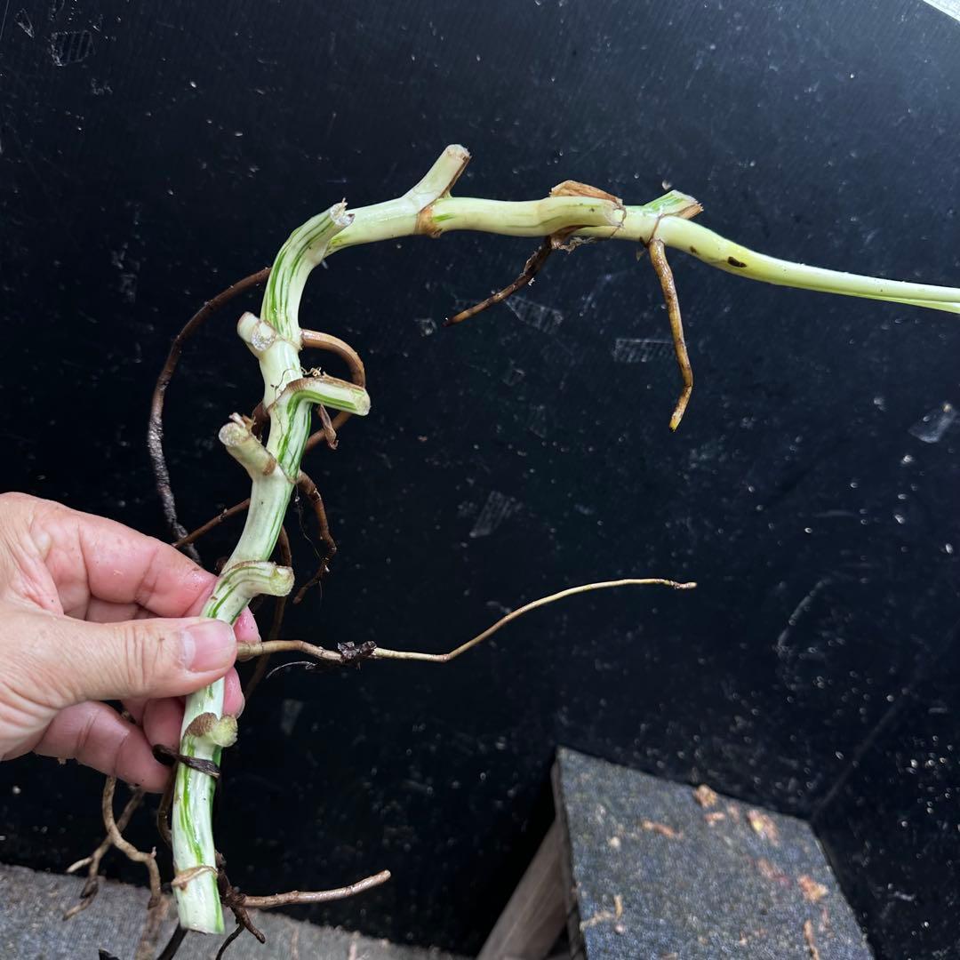 超*✿様 斑入りモンステラホワイトタイガー大茎6株おまとめ