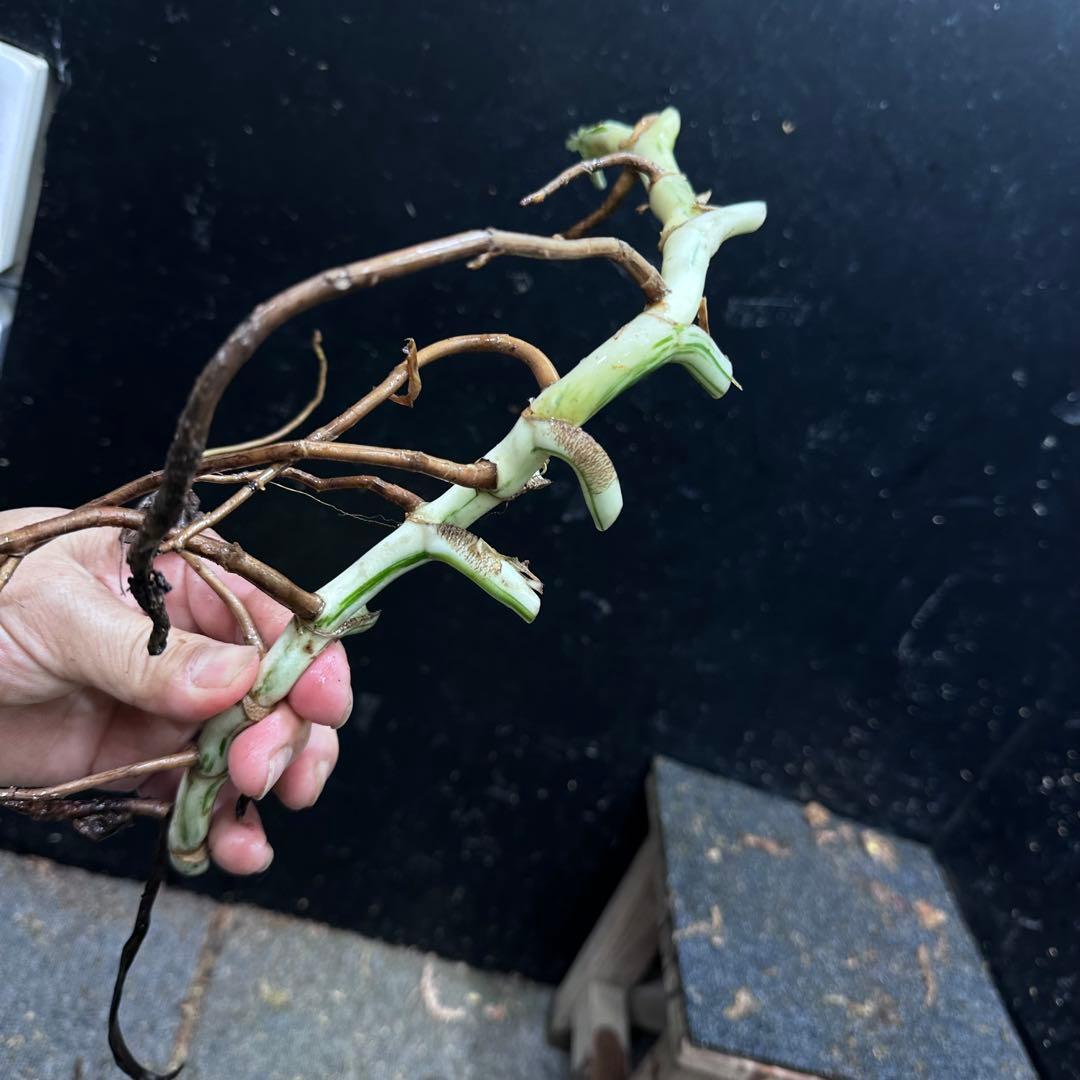 超*✿様 斑入りモンステラホワイトタイガー大茎6株おまとめ