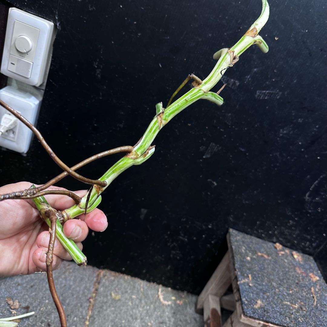 超*✿様 斑入りモンステラホワイトタイガー大茎6株おまとめ