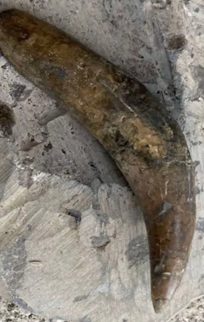 Tyrannosaurus ティラノサウルス　歯　化石　歯根　約8cm