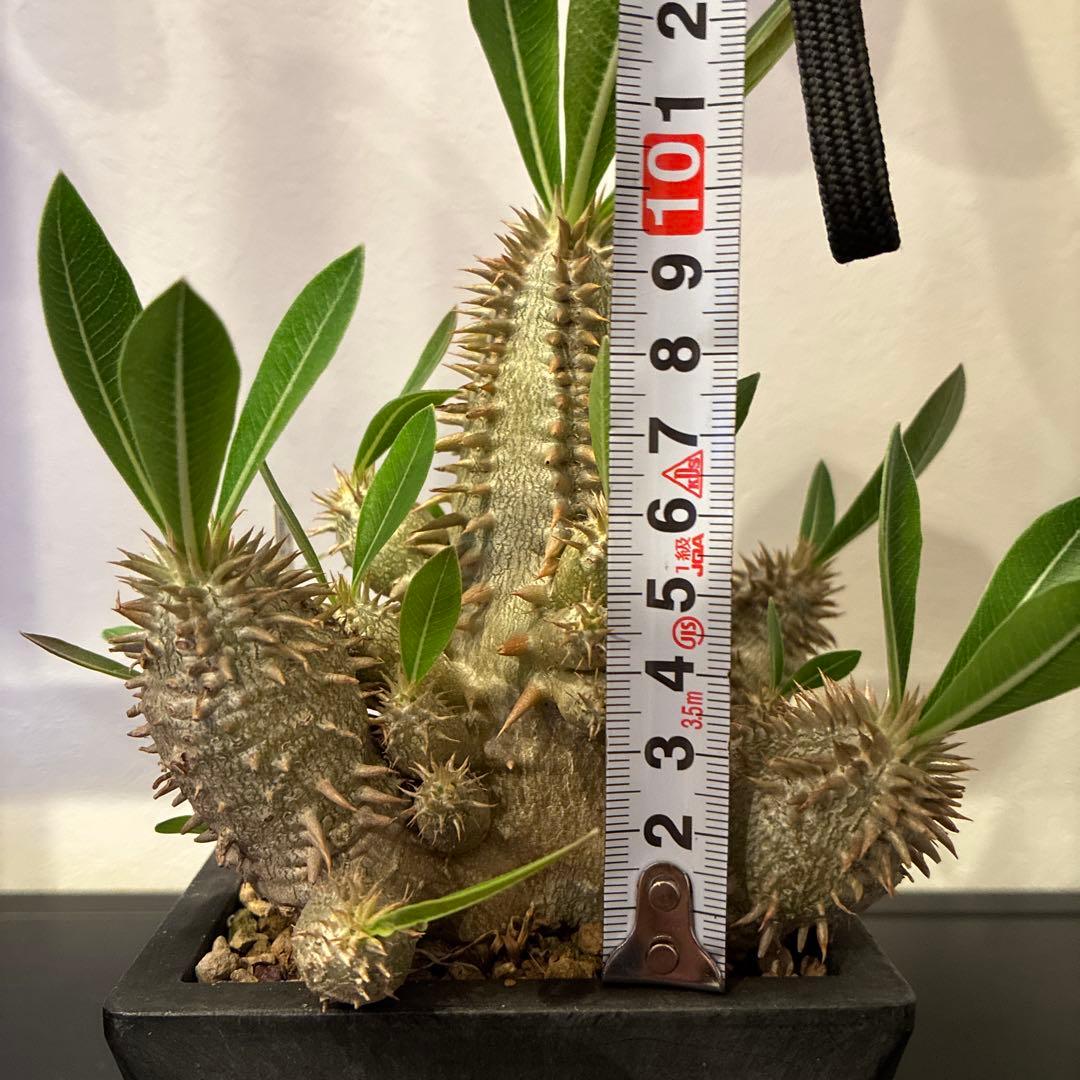 パキポディウム 恵比寿大黒　多頭