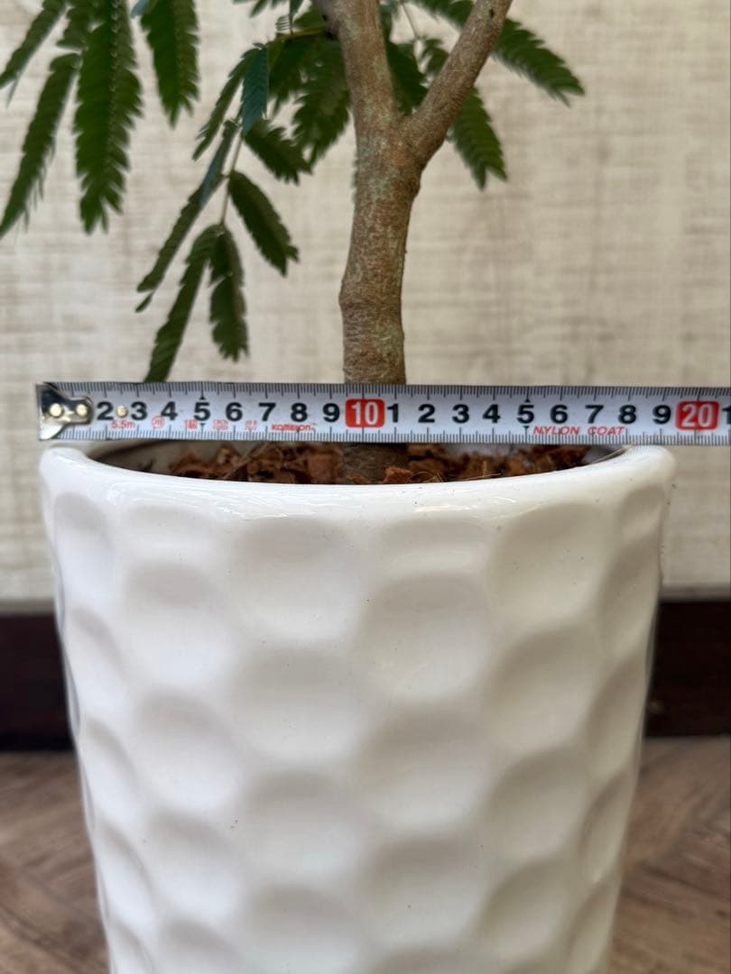 エバーフレッシュ♪ 112cm ホワイト陶器♪