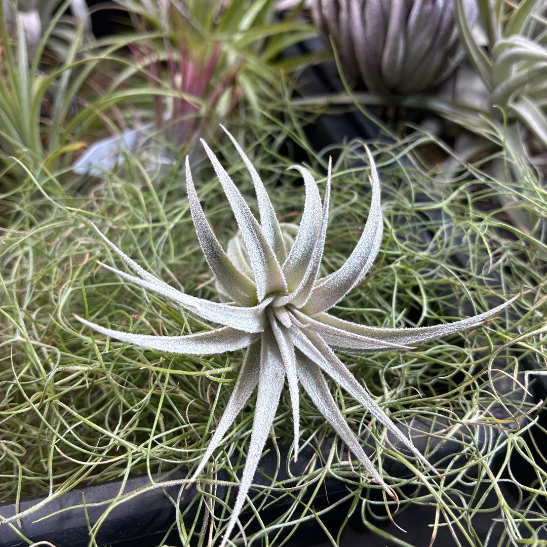 Tillandsia gardneri var. rupicola ティランジア