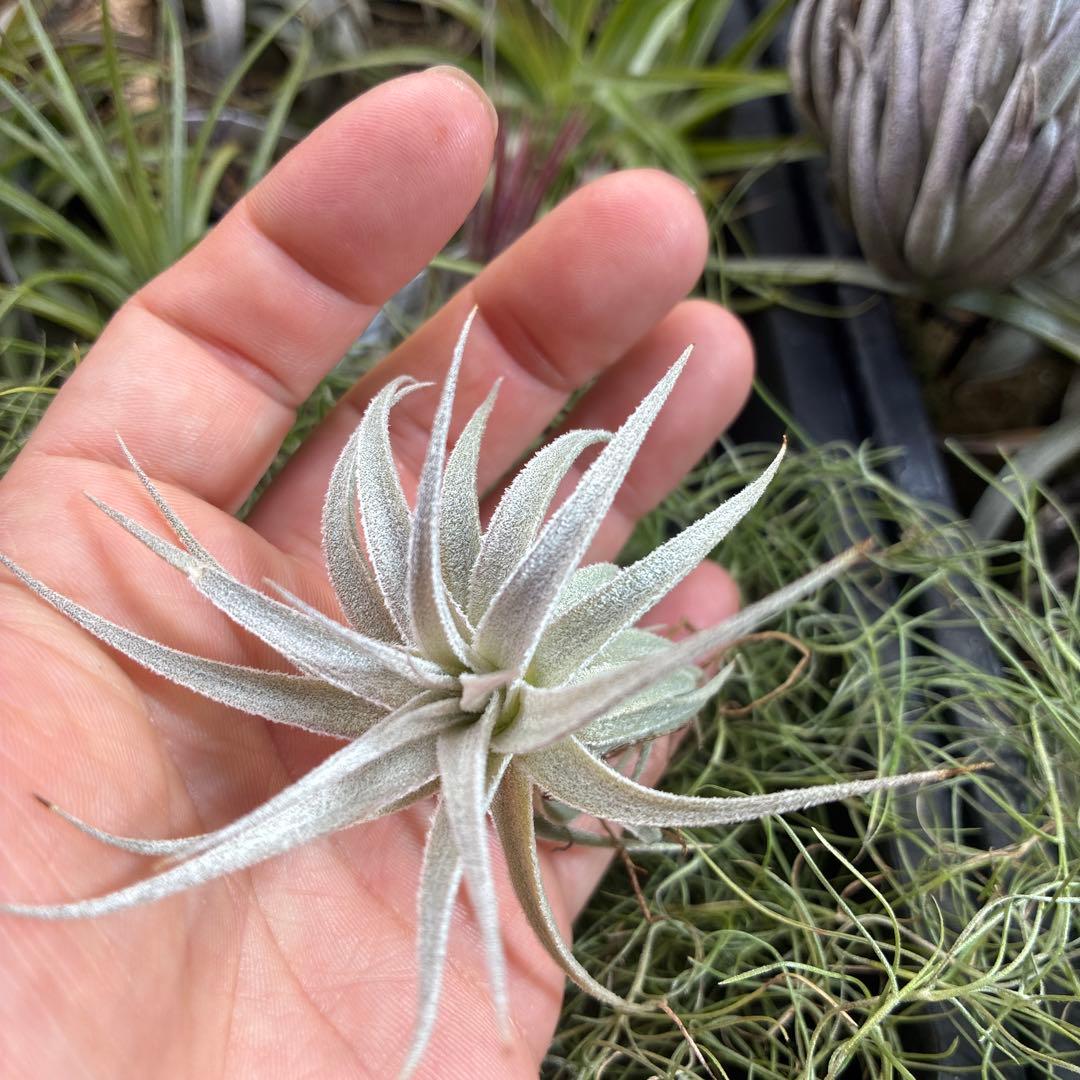 Tillandsia gardneri var. rupicola ティランジア