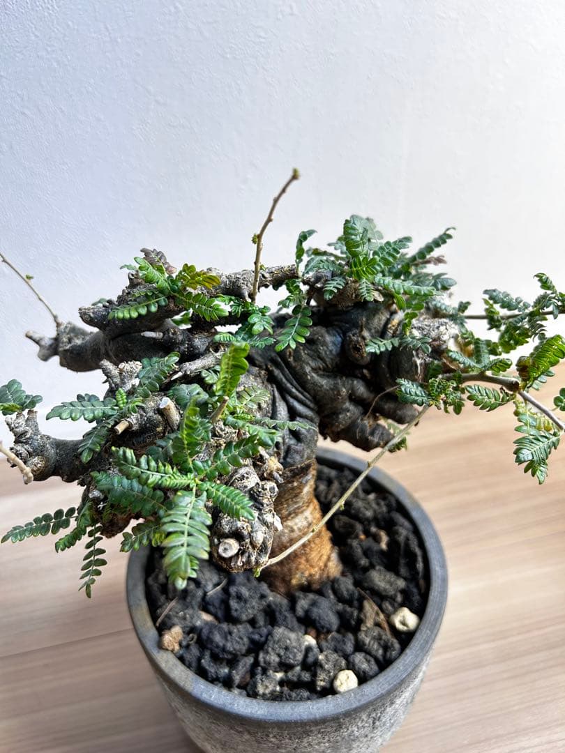 【発根済】ボスウェリア ネグレクタ