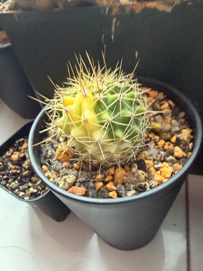 フェロカクタス　ポトシー錦◇ドライガーデン斑入りアガベ 多肉ハオルチア　アロエ