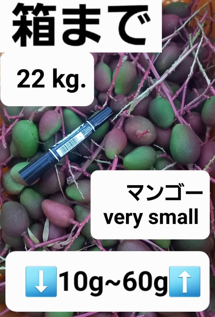 マンゴー+摘果 / 22 kg including box