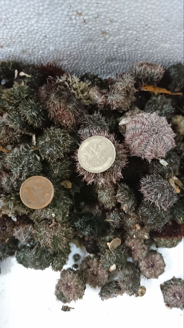 セール中 屏風 日本画 三浦良雄『河畔夕映』金箔屏風 真筆証明書付 四