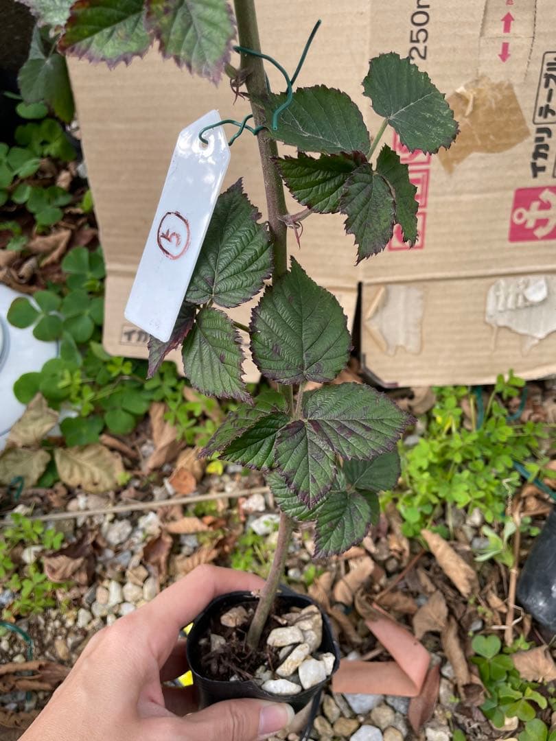 【Ryutaro】ブラックベリートリプルクラウン　取り木苗　20株