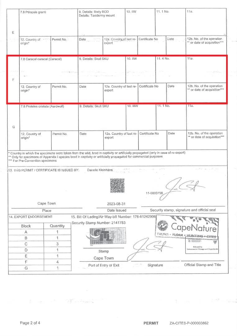 貴重！美！カラカル 頭骨 ※登録票付