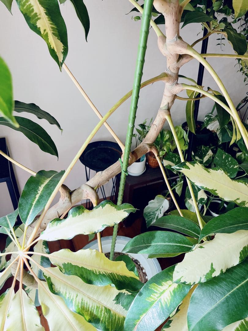 【Premium Plants】斑入り ツピタンサス ゴールデンキング 曲がり