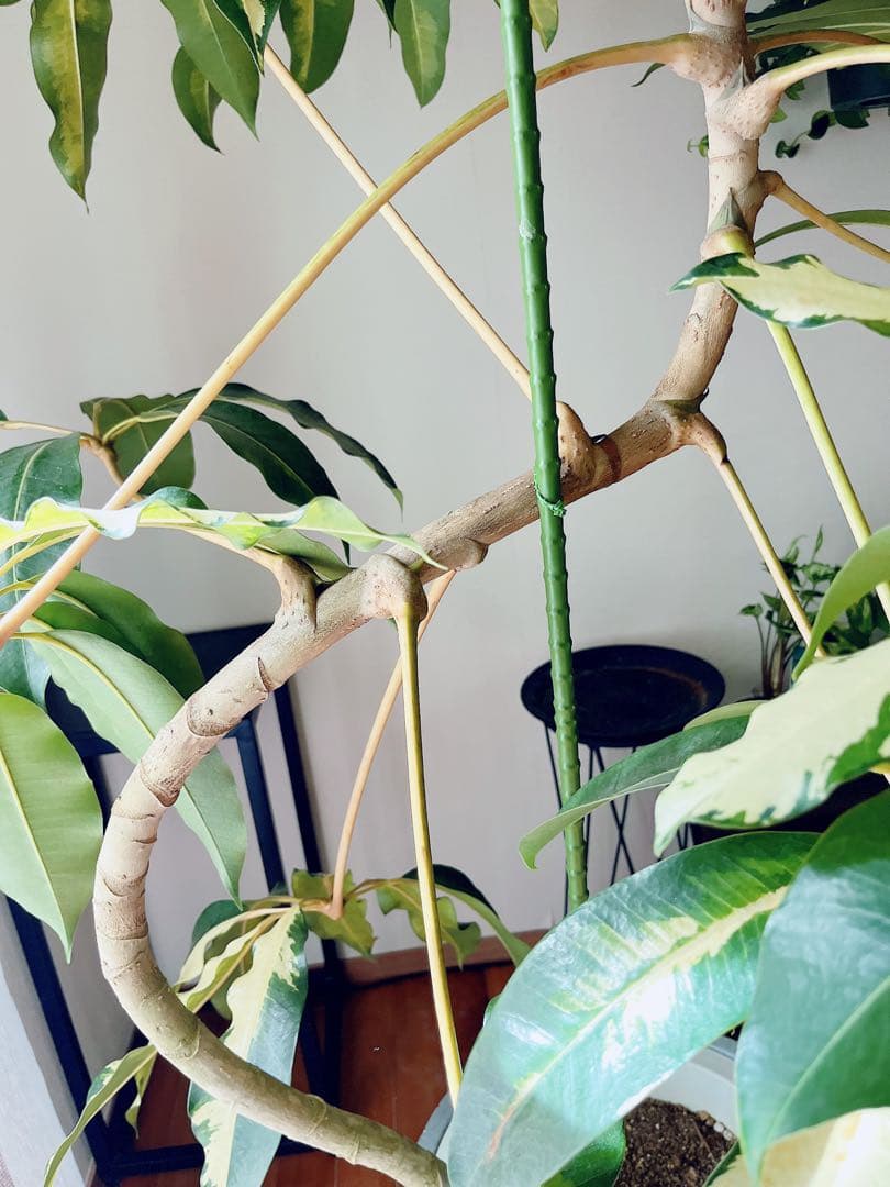 【Premium Plants】斑入り ツピタンサス ゴールデンキング 曲がり