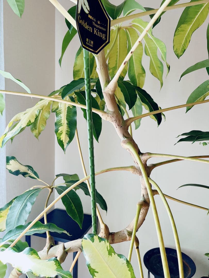 【Premium Plants】斑入り ツピタンサス ゴールデンキング 曲がり