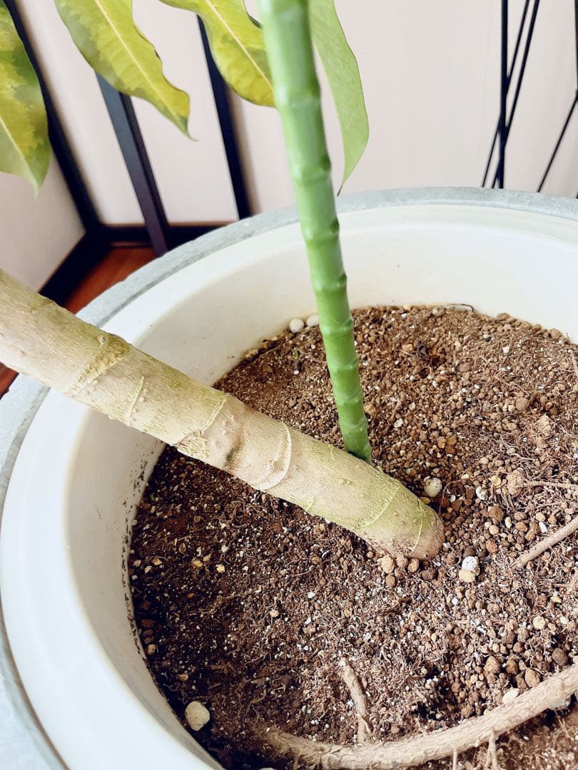 【Premium Plants】斑入り ツピタンサス ゴールデンキング 曲がり