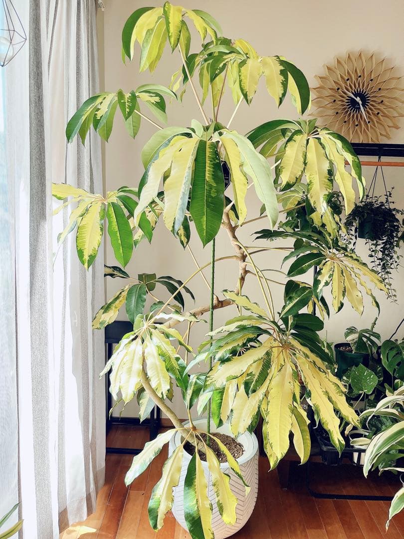 【Premium Plants】斑入り ツピタンサス ゴールデンキング 曲がり