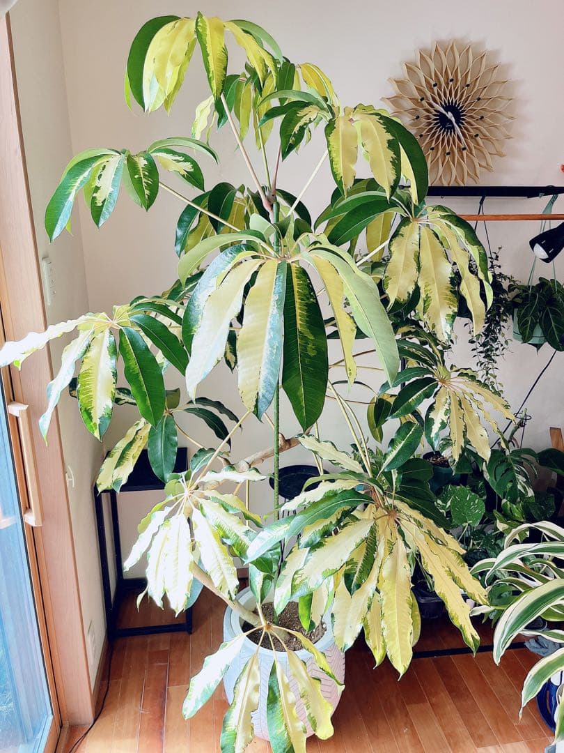 【Premium Plants】斑入り ツピタンサス ゴールデンキング 曲がり