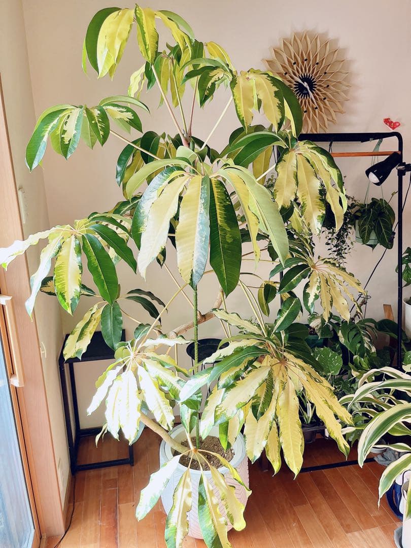 【Premium Plants】斑入り ツピタンサス ゴールデンキング 曲がり