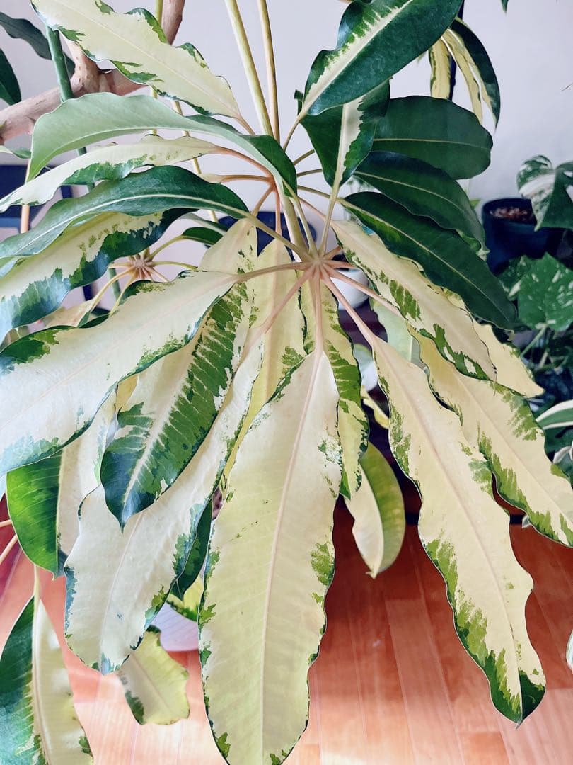 【Premium Plants】斑入り ツピタンサス ゴールデンキング 曲がり