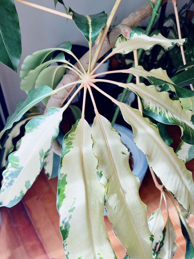 【Premium Plants】斑入り ツピタンサス ゴールデンキング 曲がり