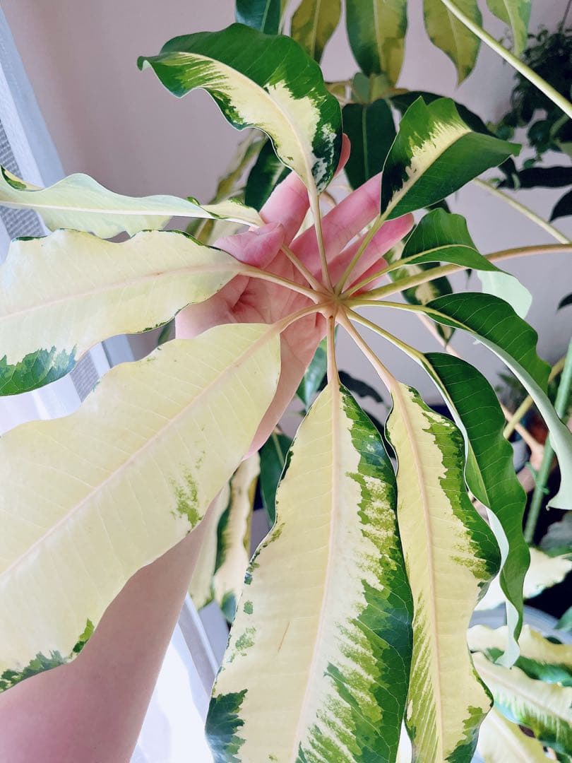 【Premium Plants】斑入り ツピタンサス ゴールデンキング 曲がり