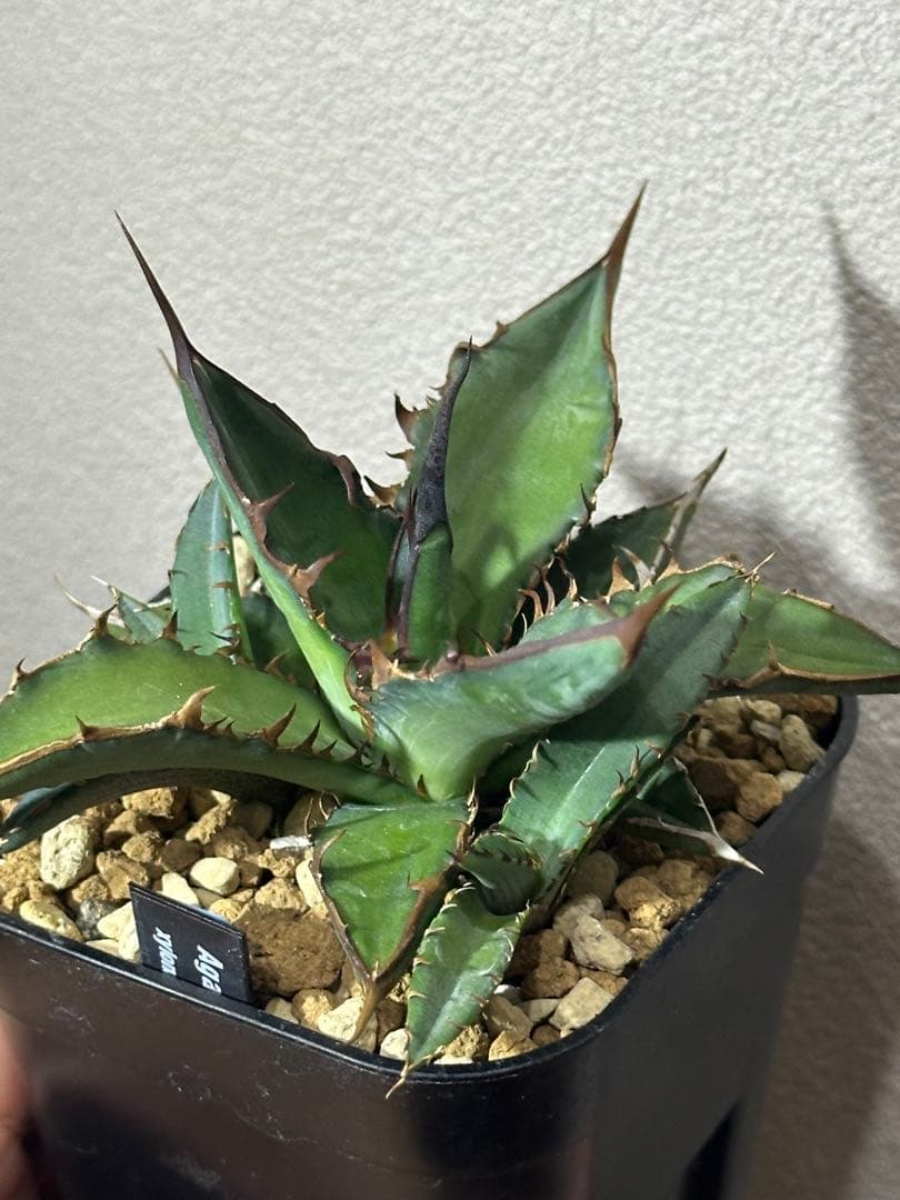 アガベ ハイブリッド キシロナカンサxチタノタ 子株販売 - メルカリ