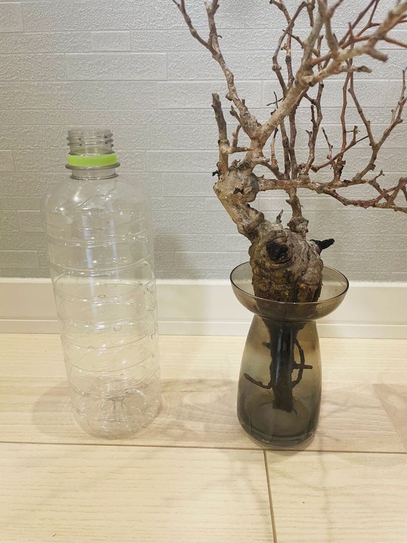 【残り1株！】【発根済み限定3株】オペルクリカリア・パキプス③