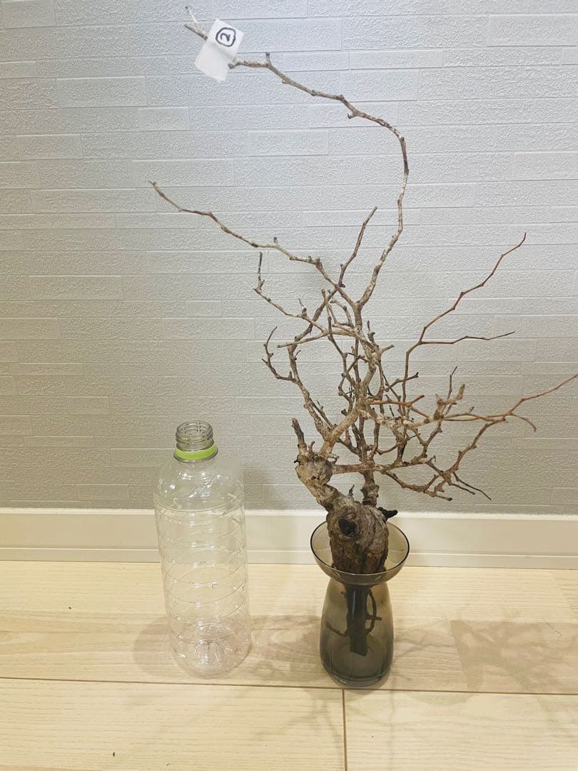 【残り1株！】【発根済み限定3株】オペルクリカリア・パキプス③