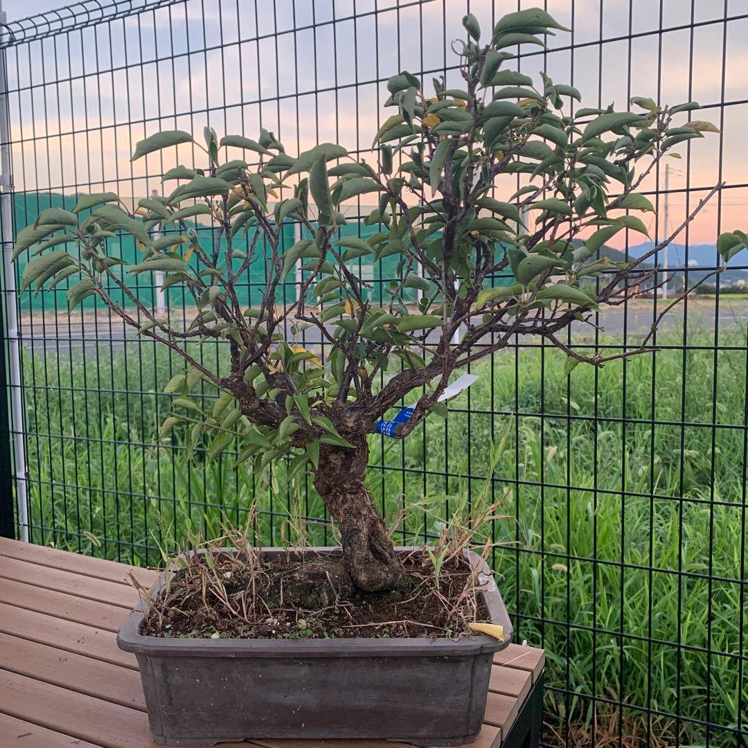 おの義】剪定鋏 B型 5インチ 籐巻