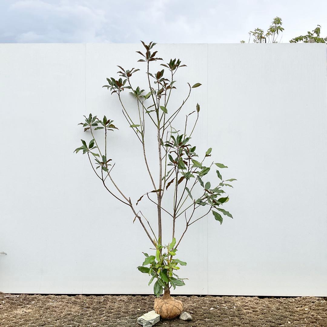 ケイパレス　/ 644