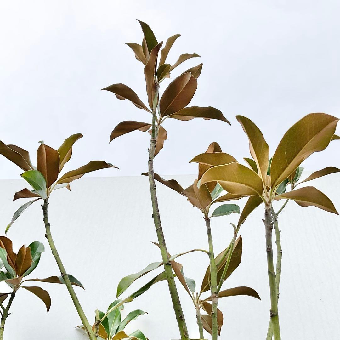 ケイパレス　/ 644