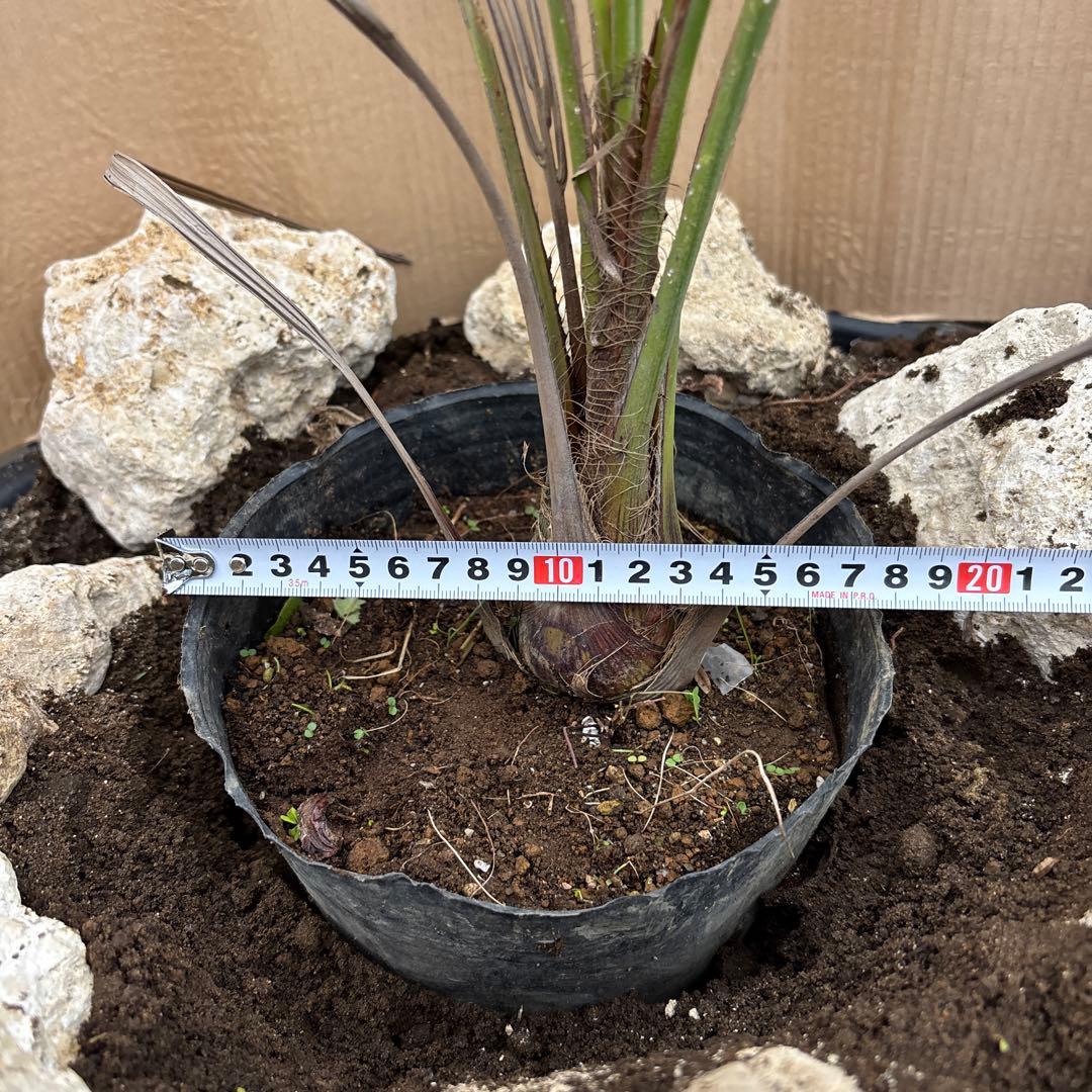 樹形の整った超特大の山採り極上株 ハイノキ 株立 554 樹高2.3m位 高級樹