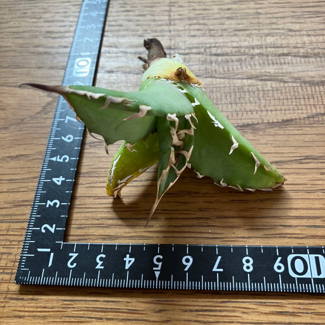 匿名配送【初売り】22 激レア　REZA産　イラン　アガベ　Griffin SP