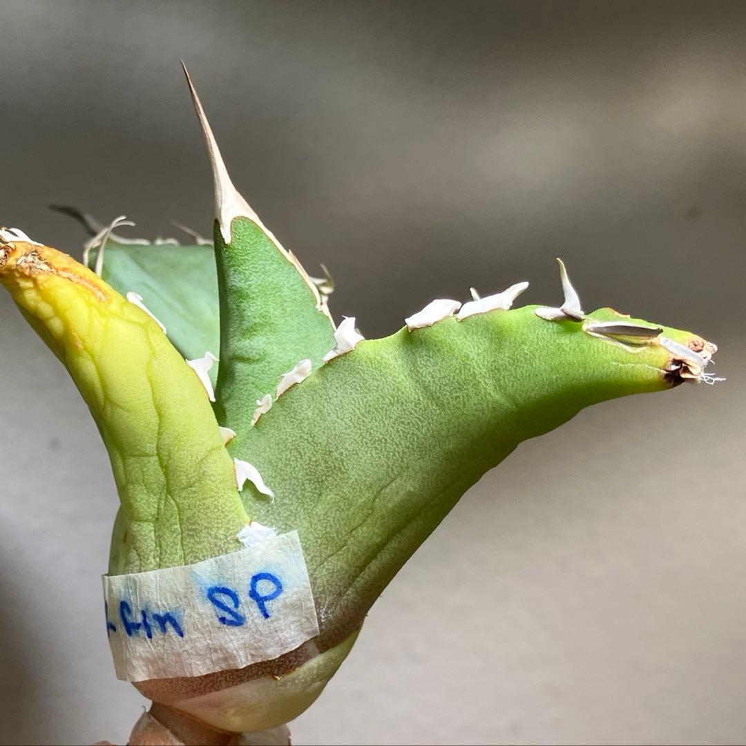 匿名配送【初売り】22 激レア　REZA産　イラン　アガベ　Griffin SP