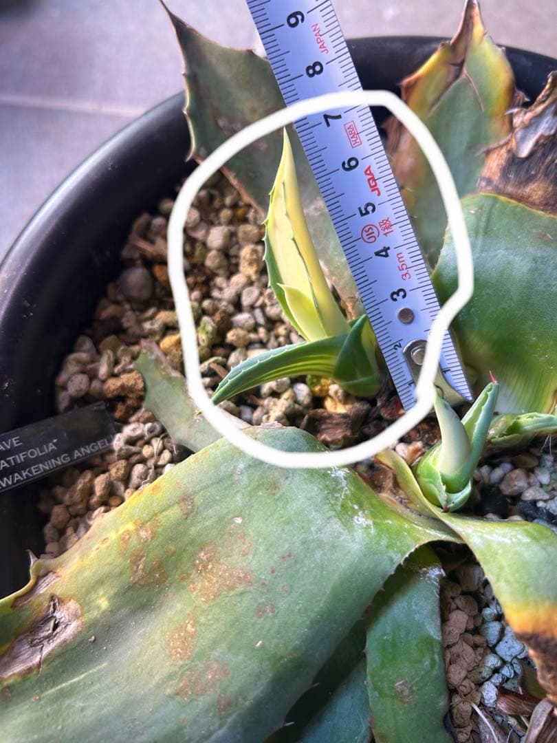 イランナーセリー選抜株 ドラゴンクロウ イラン直輸入株 アガベ チタノタ