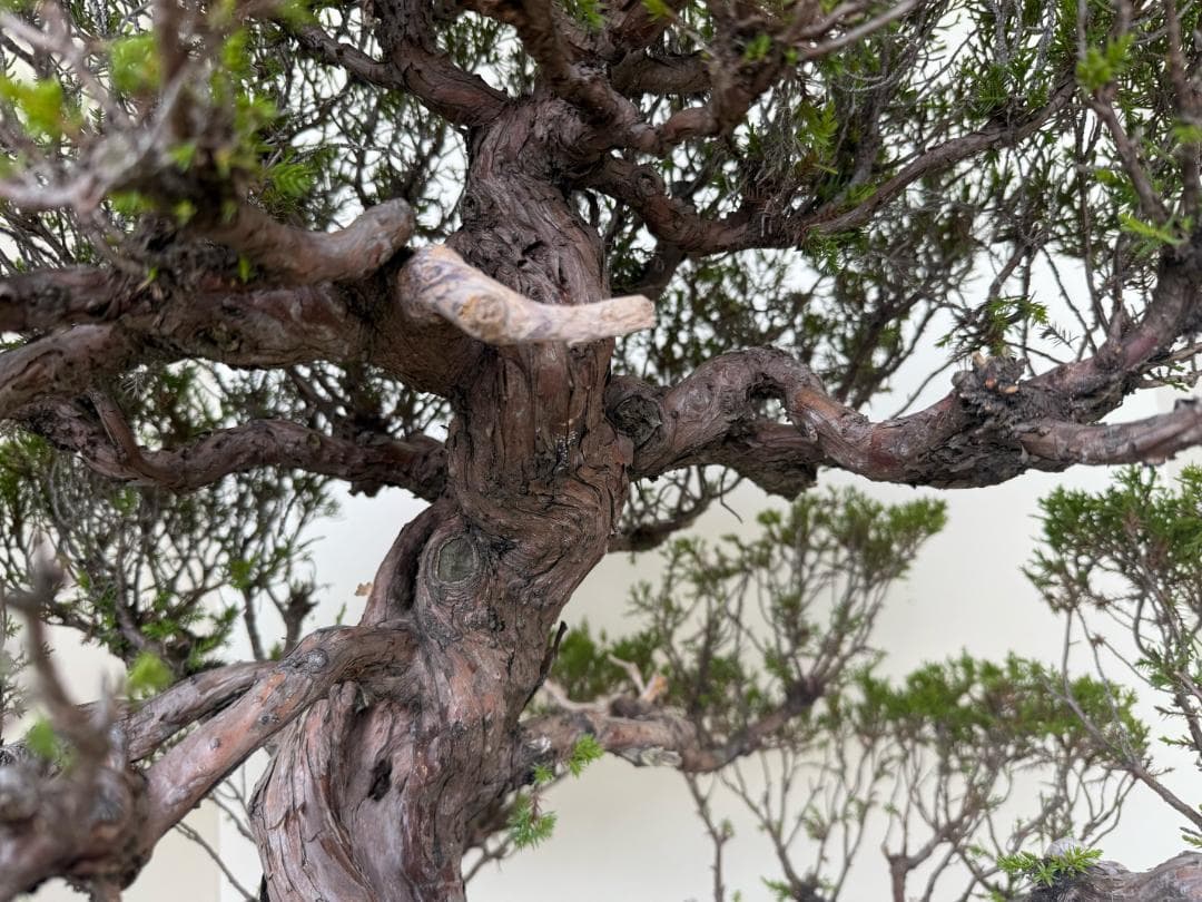 ⭕️☆真柏！特価！早い物勝！送料無料、太幹・◎捻転・シャリ・ジン