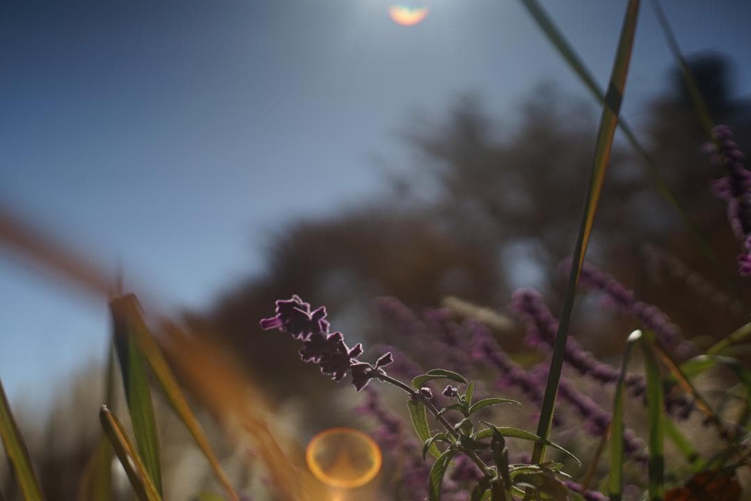 リコー　XR RIKENON 1.4 50mm　506