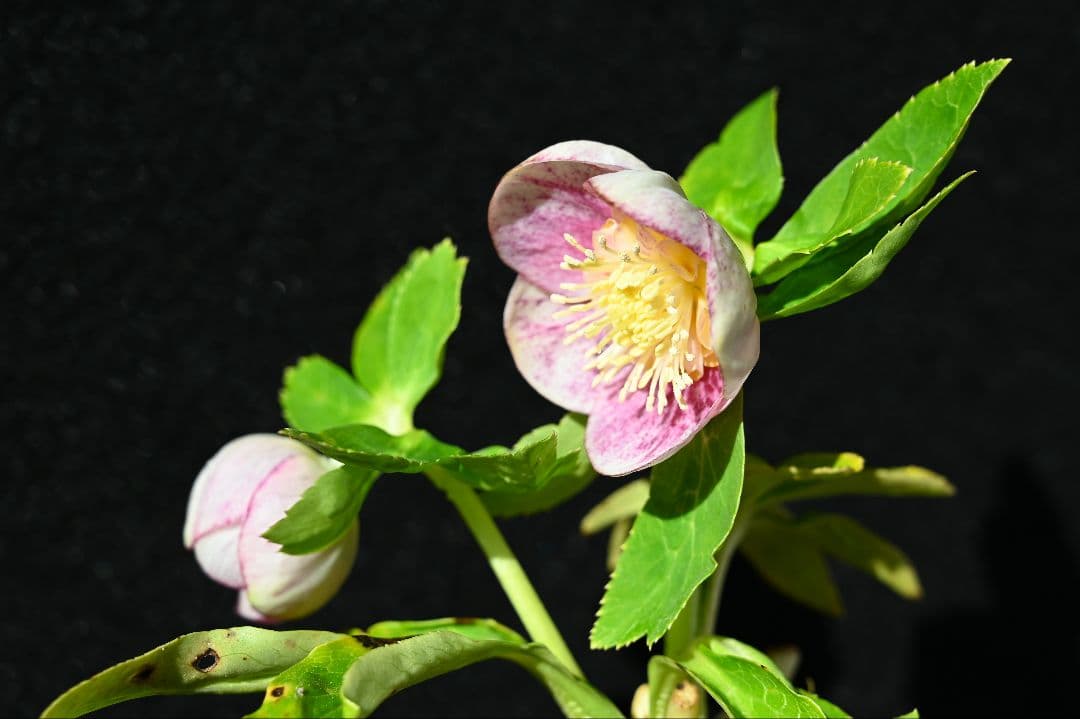 クリスマスローズ　認定プリマヴェーラホワイトゴールド　加藤農園