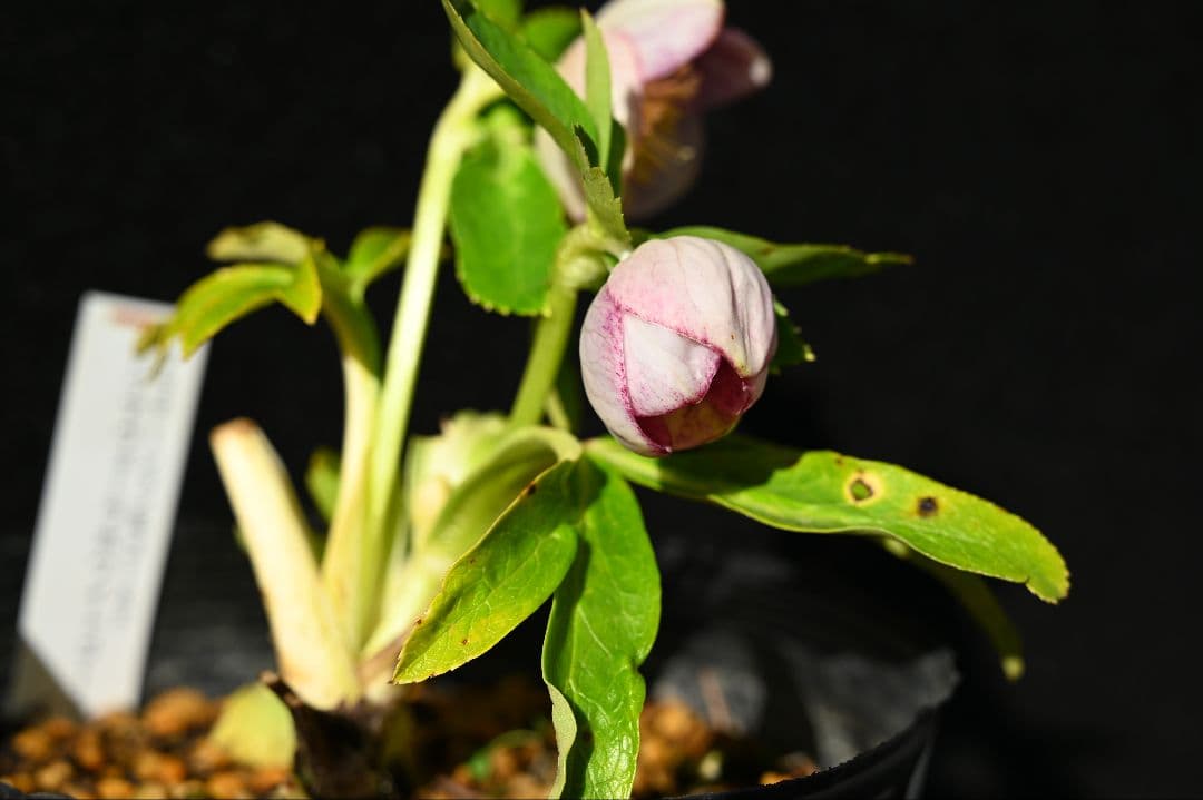 クリスマスローズ　認定プリマヴェーラホワイトゴールド　加藤農園