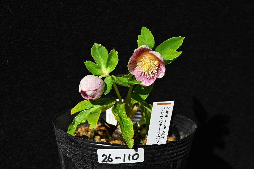 クリスマスローズ　認定プリマヴェーラホワイトゴールド　加藤農園