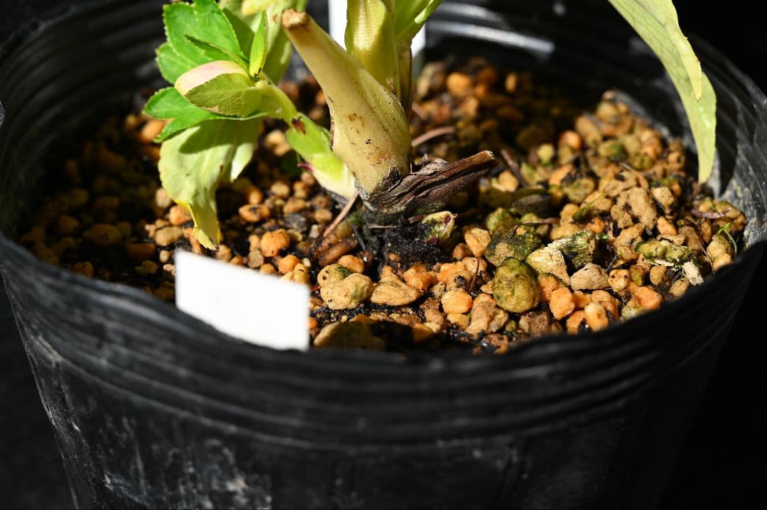 クリスマスローズ　認定プリマヴェーラホワイトゴールド　加藤農園