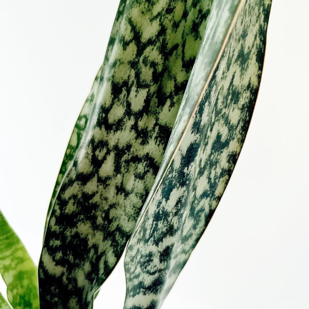 サンスベリア オブリティアナ 斑模様の希少種 calm cafe - メルカリ