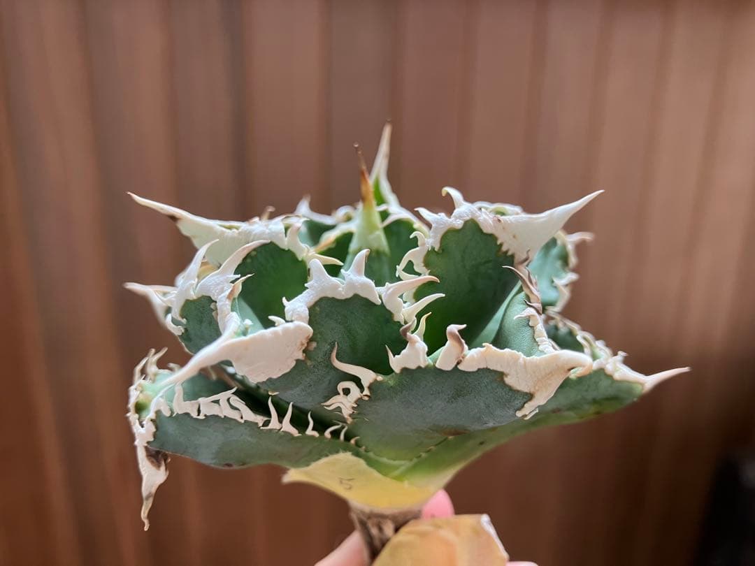 【初売り】60 匿名配送　特選　特大　アガベ　チタノタ　白豪刺TC ⑤