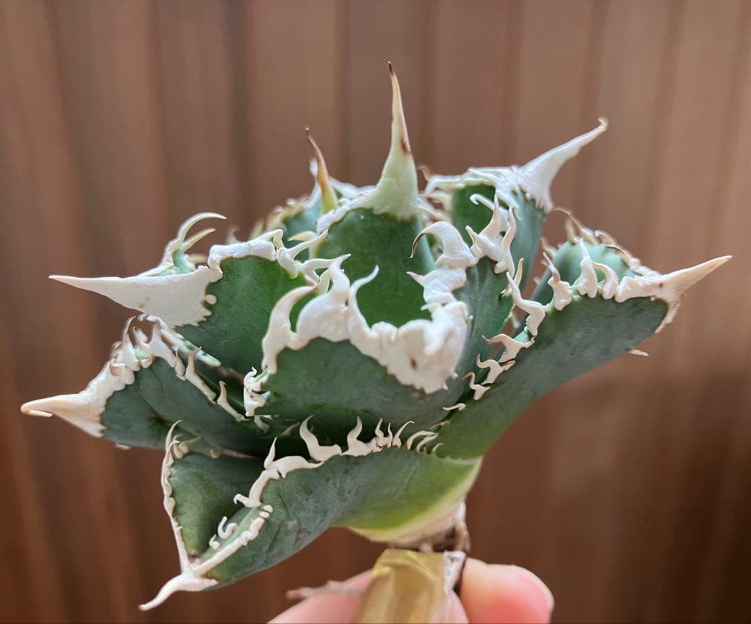 【初売り】60 匿名配送　特選　特大　アガベ　チタノタ　白豪刺TC ⑤