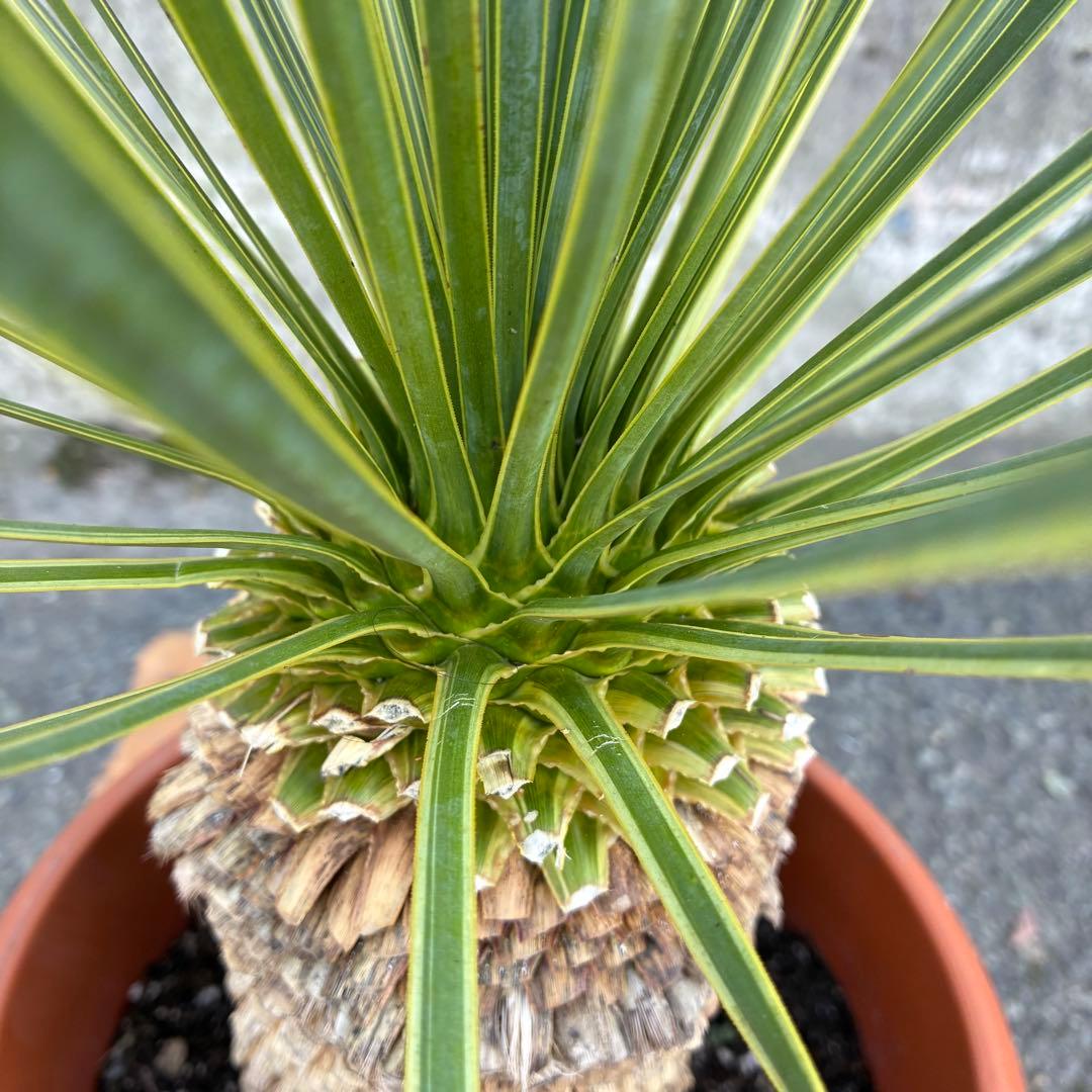 ユッカ　ロストラータ　斑入り