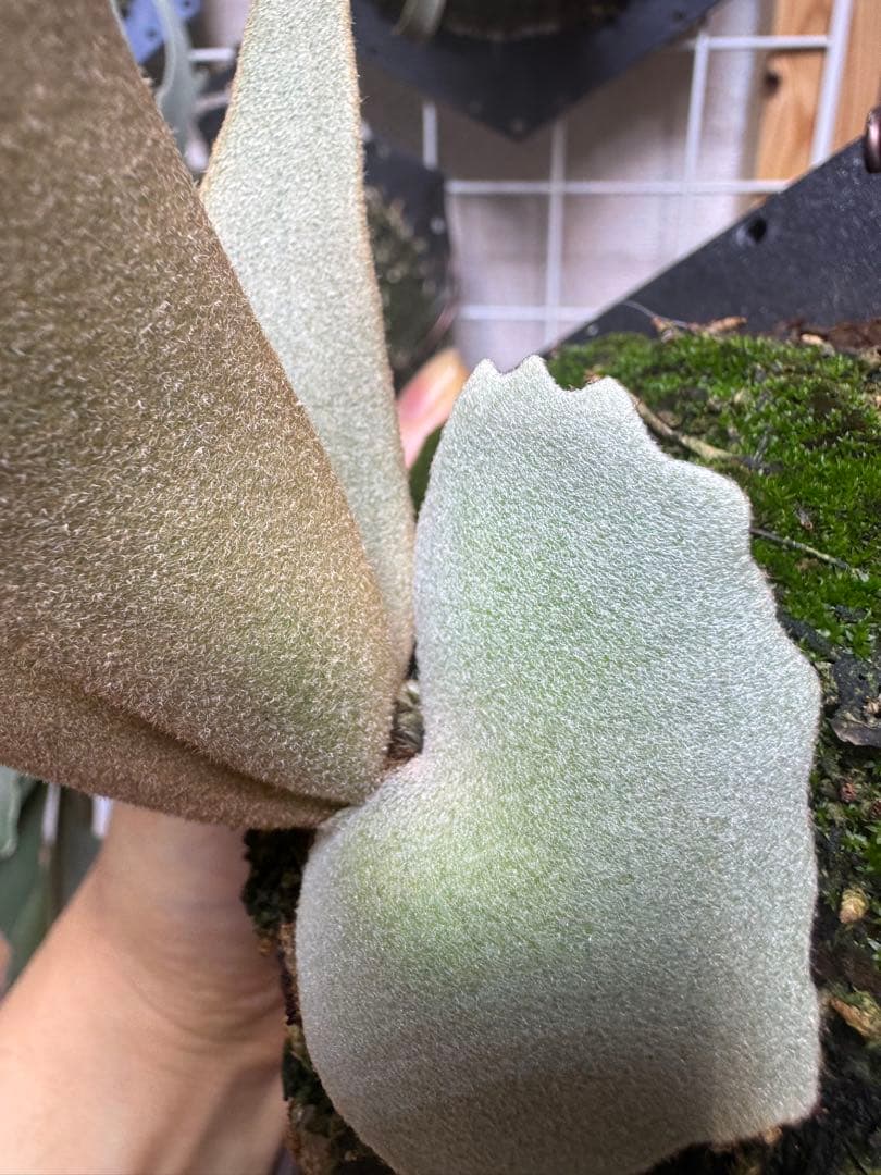 grace willinckii nook dwarf ビカクシダ