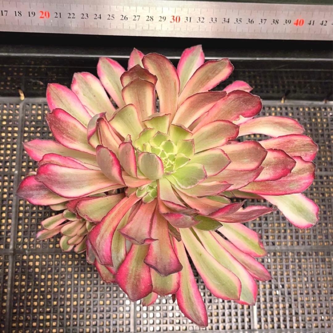 20#多肉植物アエオニウム錦❤️カルミン*エメラルド❤️1大頭8つ子芽22cm拔き苗