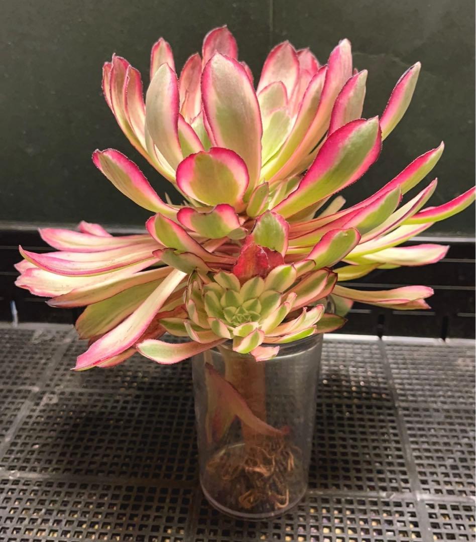 20#多肉植物アエオニウム錦❤️カルミン*エメラルド❤️1大頭8つ子芽22cm拔き苗